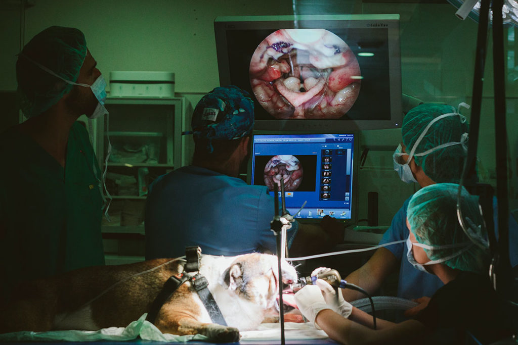 Valencia Sur incorpora la unidad avanzada de cirugía mínima invasiva veterinaria de la empresa Storlz
