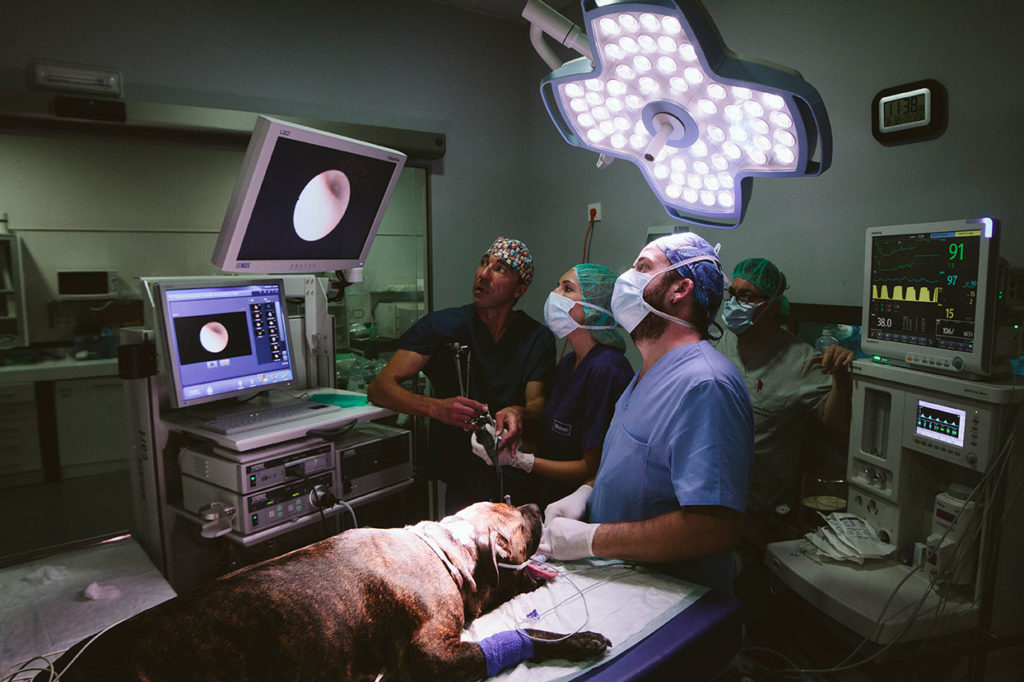 Valencia Sur incorpora la unidad avanzada de cirugía mínima invasiva veterinaria de la empresa Storlz