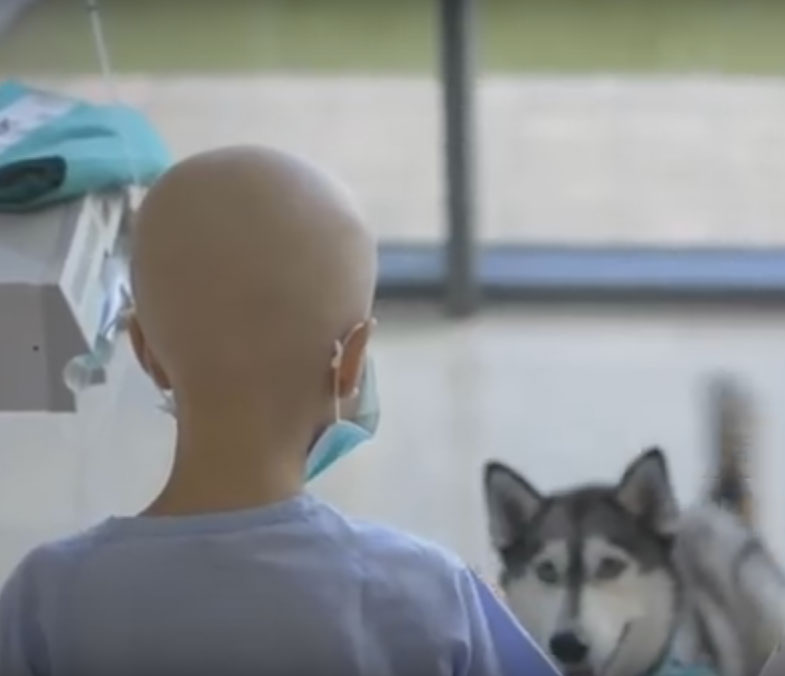 Los perros de los trabajadores del Hospital La Fe entretienen a los niños con cáncer