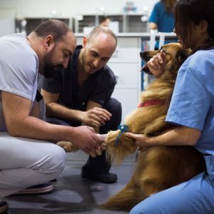 trauma veterinario