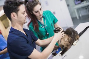 electromiografia en veterinaria 2