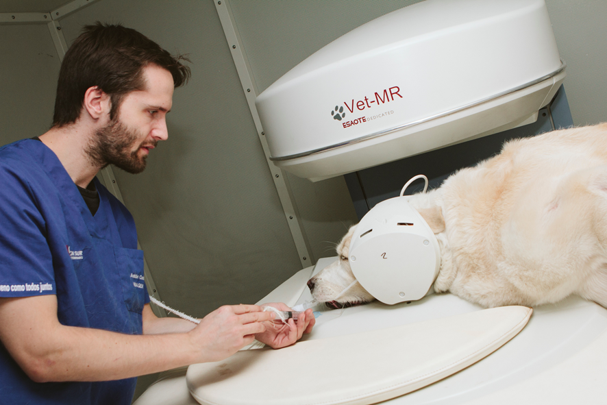 prueba diagnóstica veterinaria