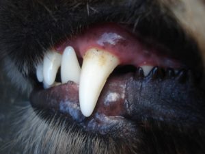 Razones para cuidar la higiene dental de los perros 1