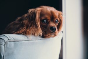Se puede prevenir la leishmaniosis canina 1