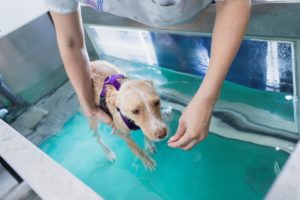 hidroterapia perros 2.png