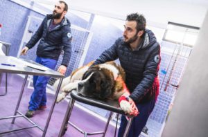 Anicura Hospital Veterinario Valencia Sur Servicio Urgencias veterinarias 24 horas