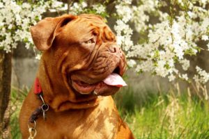 La primavera y las alergias en perros 1