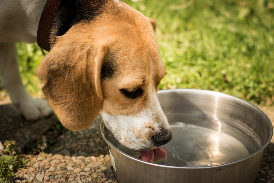 hidratacion perros