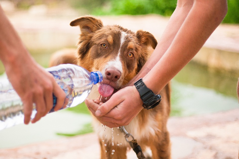 hidratar a los perros en verano