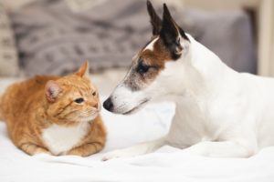 sintomas quilotorax perros y gatos