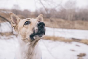 enfermedades perros comunes en invierno