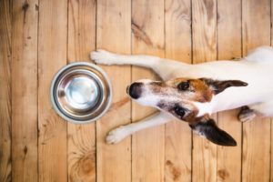intolerancias alimentarias en perros