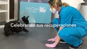 Anicura Hospital Valencia Sur coronavirus en las mascotas