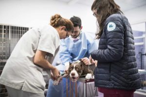 Anicura Hospital Veterinario Valencia Sur Urgencias veterinaria 24h